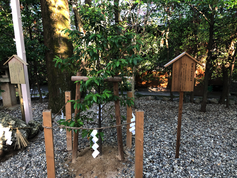 猿田彦神社の招霊の木