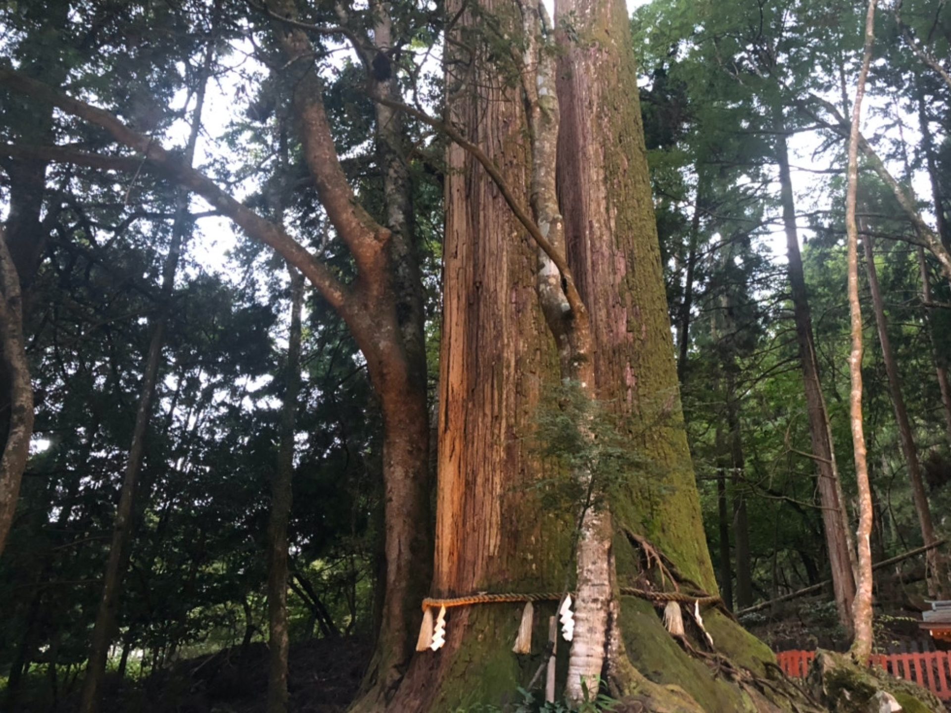 御神木の相生の杉