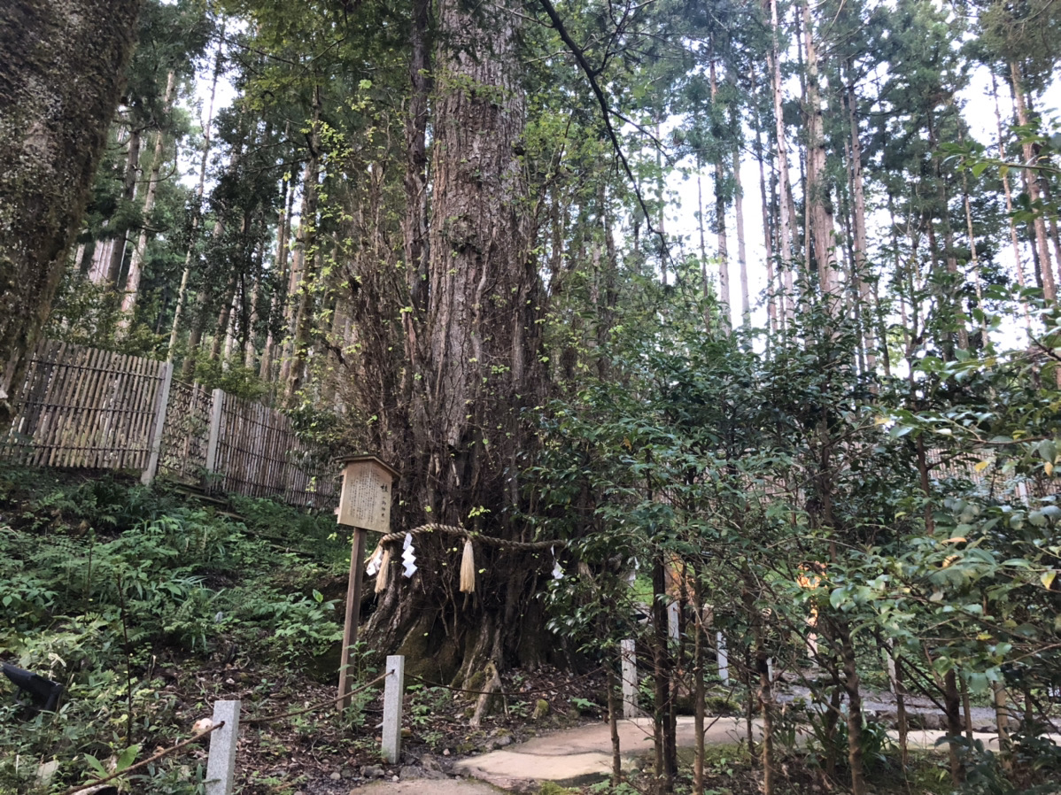 樹齢400年の桂(御神木)