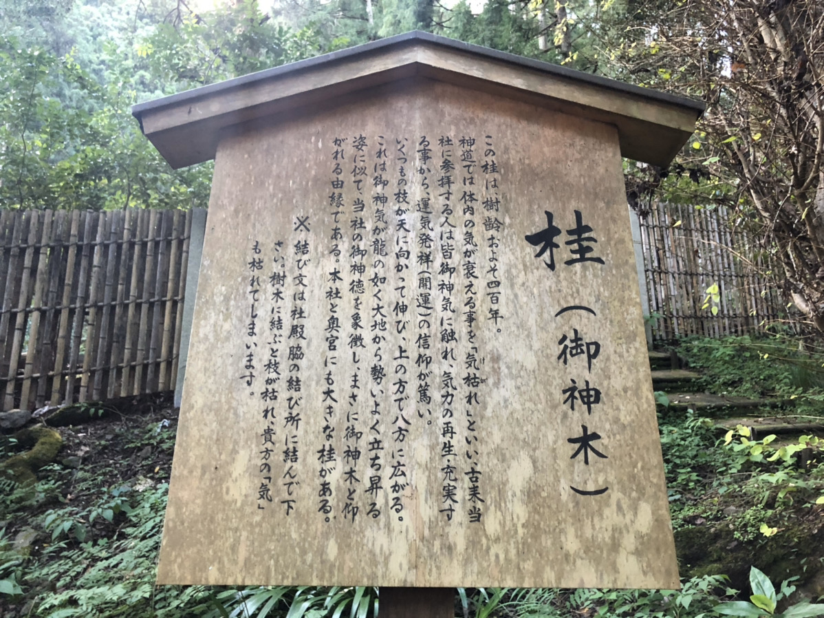 御神木の案内