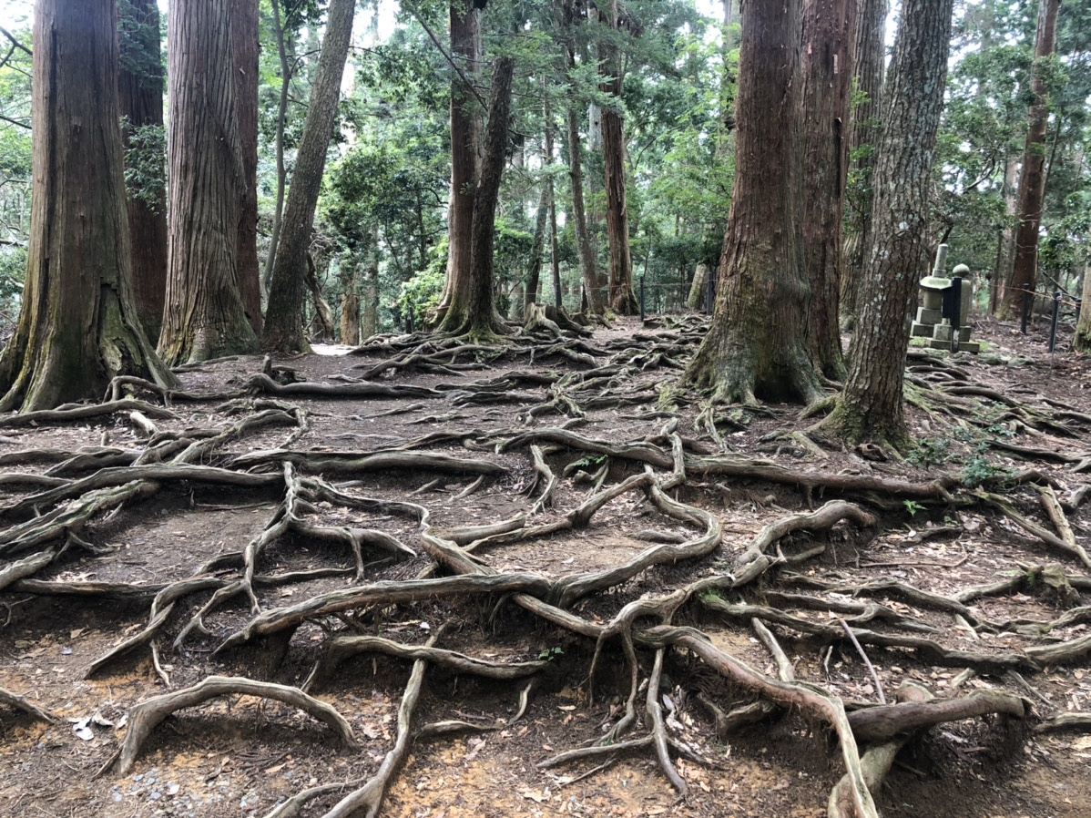 木の根道