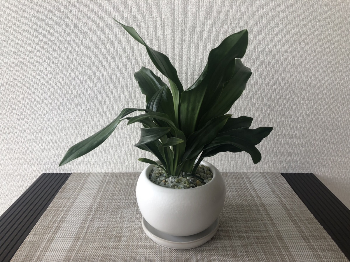 万年青(おもと)
