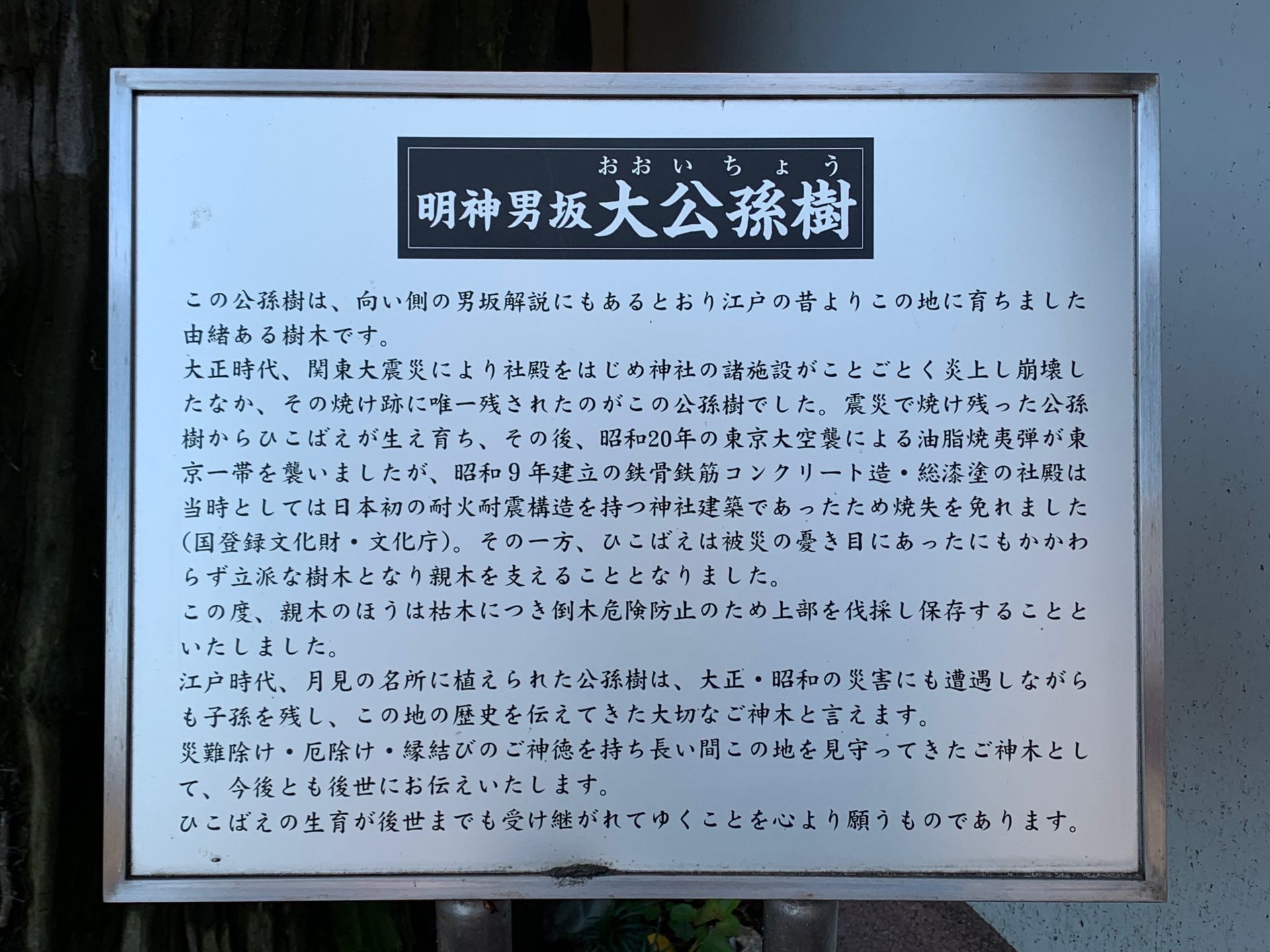 明神男坂大公孫樹の案内