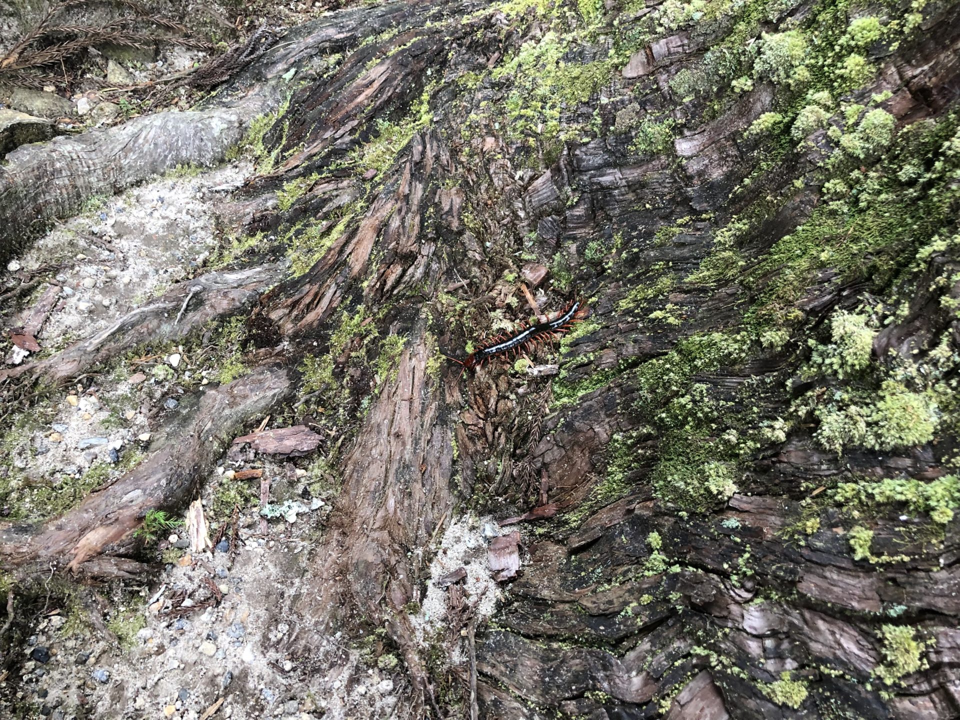 室生龍穴神社にいたムカデ