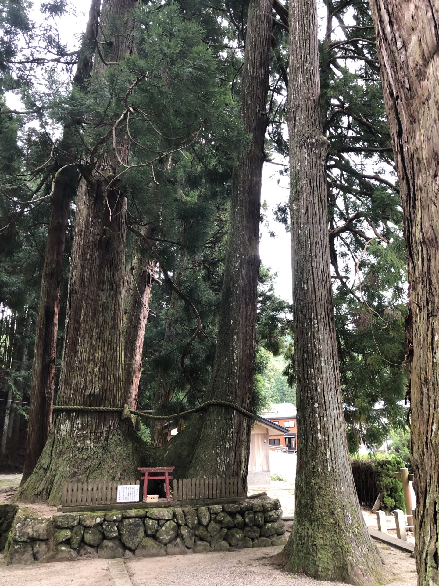 室生龍穴神社 連理の杉