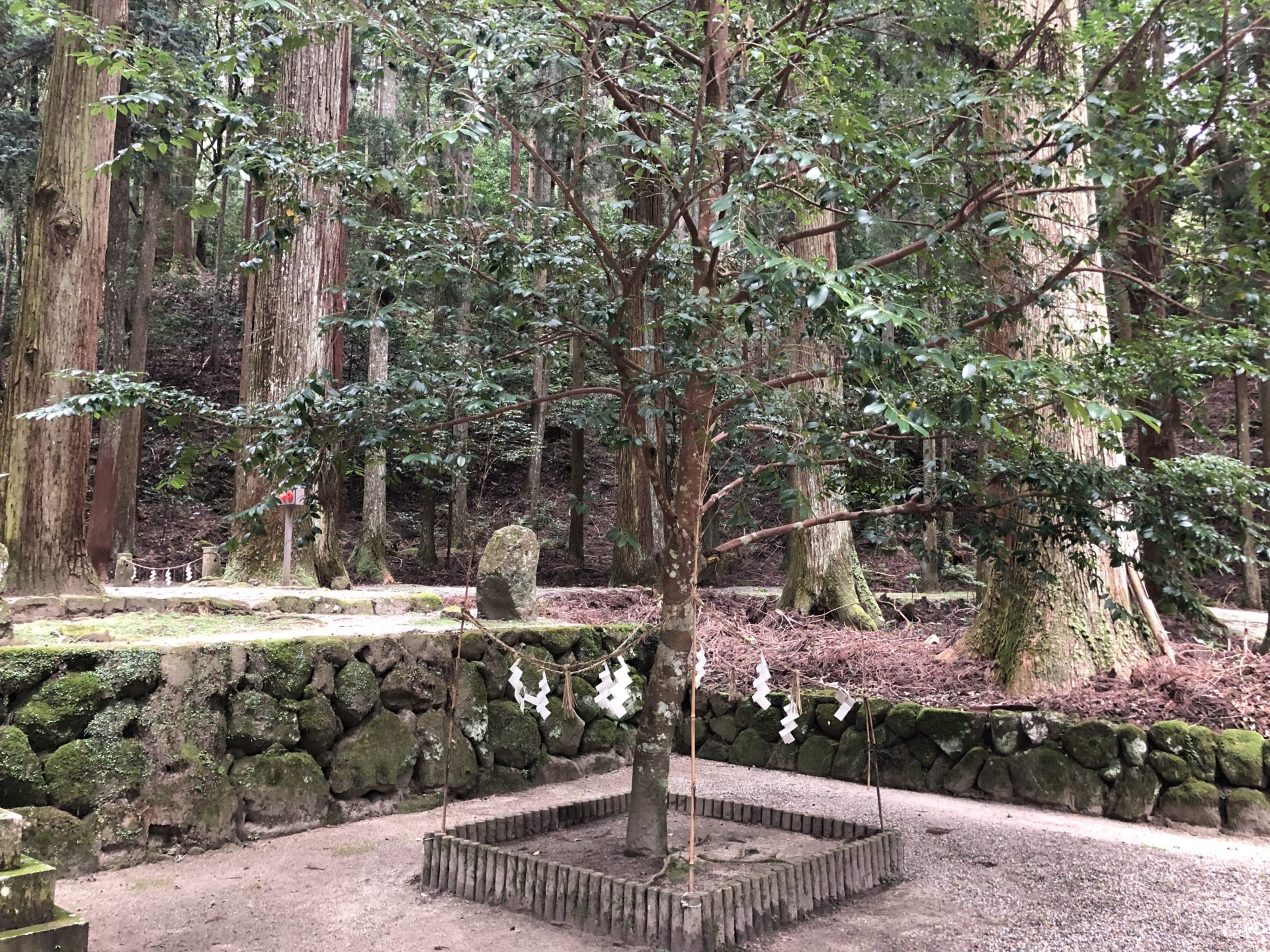 室生龍穴神社 神籬で囲われた木