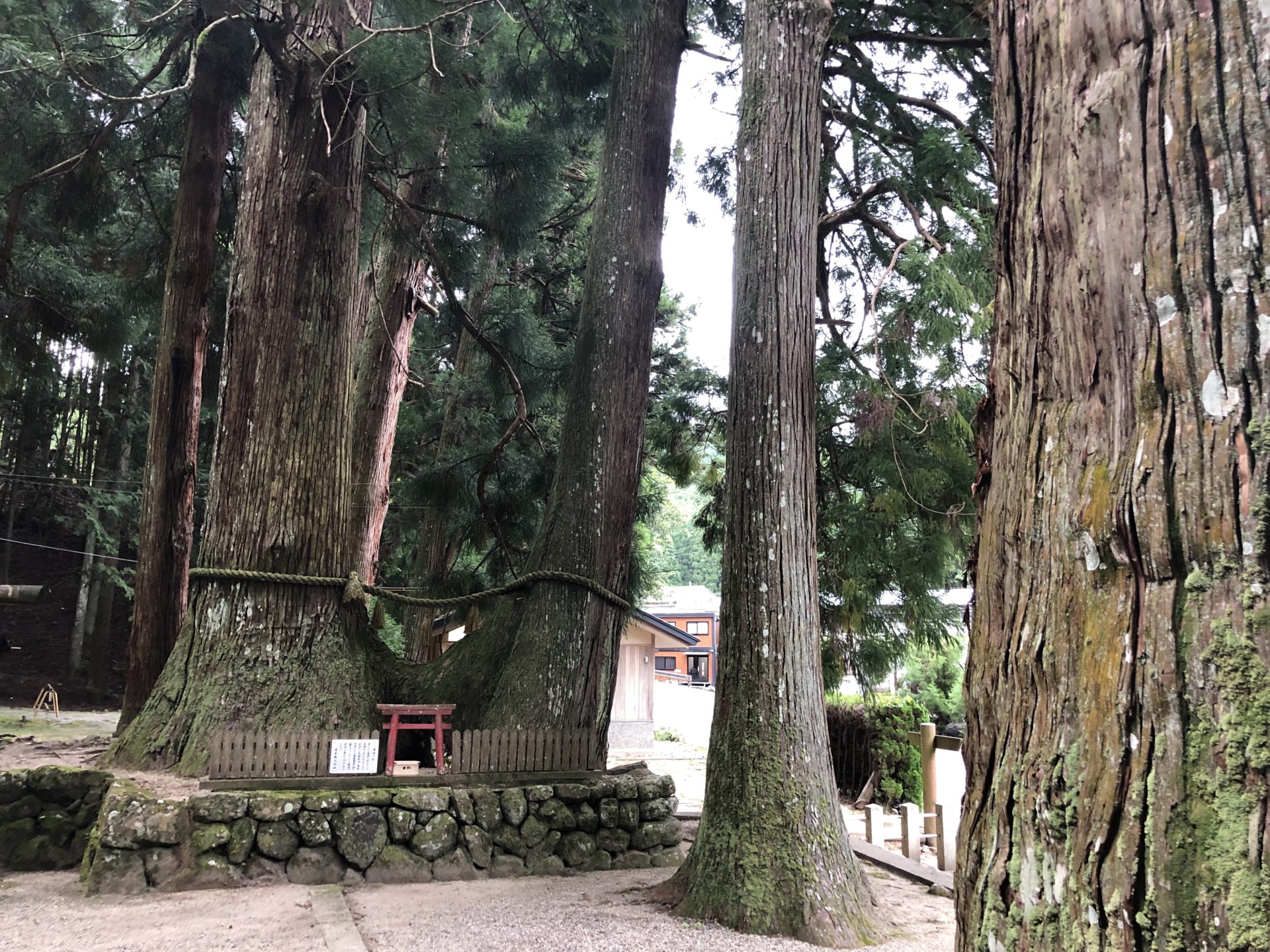 連理の杉(夫婦杉)