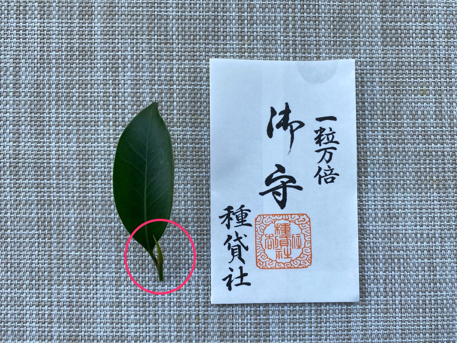 芽のついた榊の葉とお守り袋